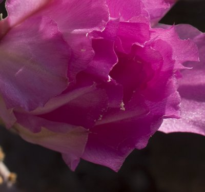 Flower 4