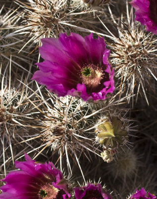 Flower 5