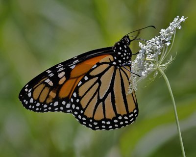 Monarch IMG_0442.jpg