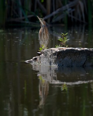 Green Heron IMG_1159.jpg