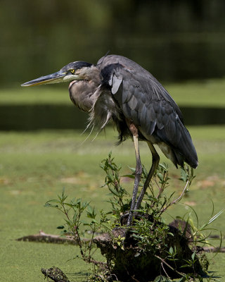 Great Blue Heron IMG_1699.jpg