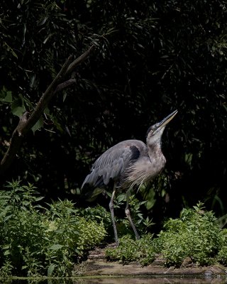 Great Blue Heron IMG_1560.jpg