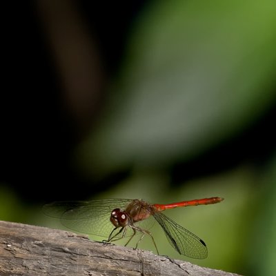 Dragonfly. IMG_2061.jpg