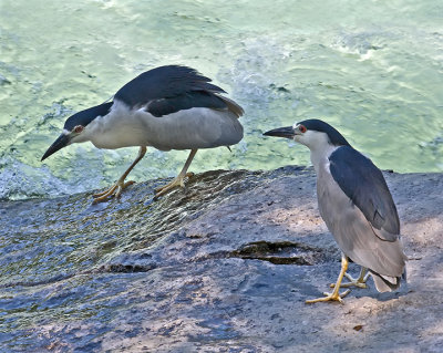 Black-Crowned Night-Herons IMG_9712.jpg