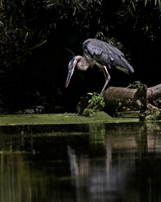 Great Blue Heron IMG_1439.jpg
