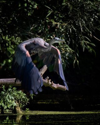 Great Blue Heron. IMG_2355.jpg