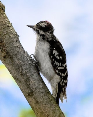 Downy Woodpecker IMG_1346.jpg
