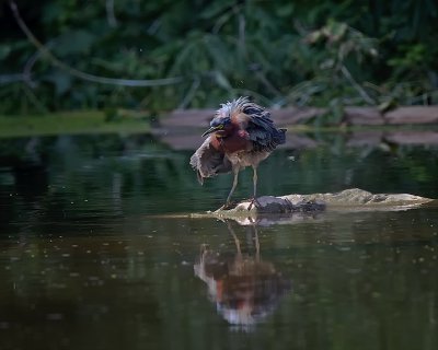 Green Heron. IMG_0738.jpg