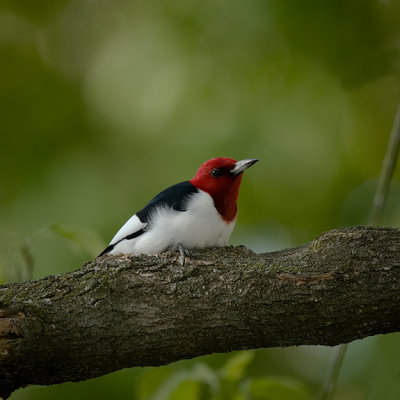 Red-Headed Woodpecker IMG_7719.jpg