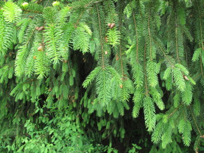 Essex, Ma