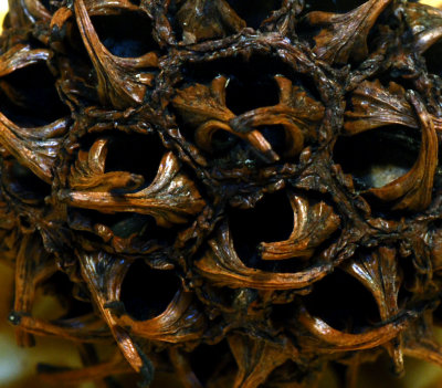 Sweetgum