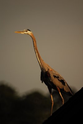 500mm
