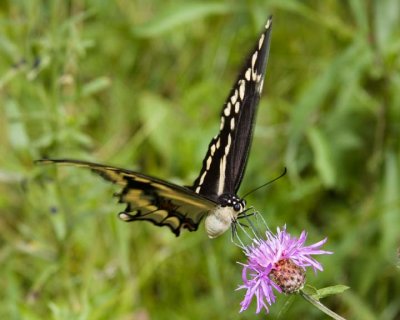 GiantSwallowtail21R.jpg