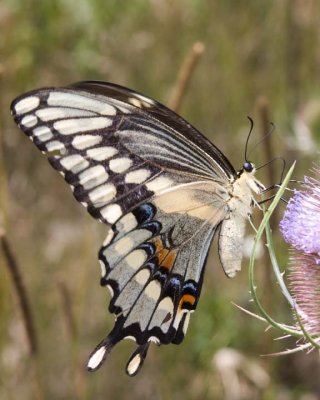 GiantSwallowtail29R.jpg