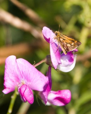 Peck'sSkipper7.jpg