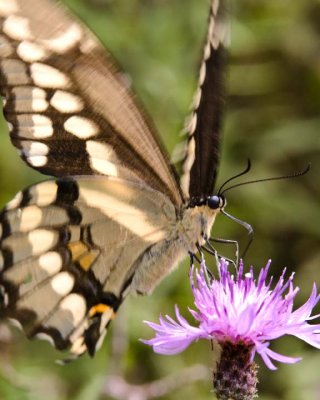 GiantSwallowtail31R.jpg