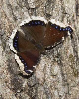 MourningCloak20R.jpg