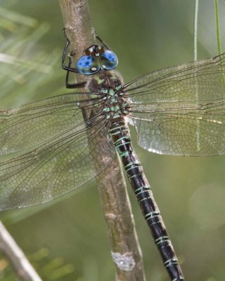 SwampDarner2.jpg