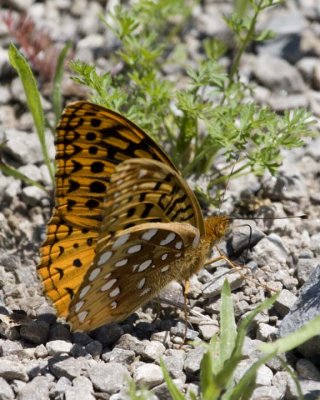 GreatSpangledFritillary26R.jpg