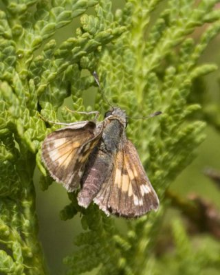 LongDashSkipper4.jpg