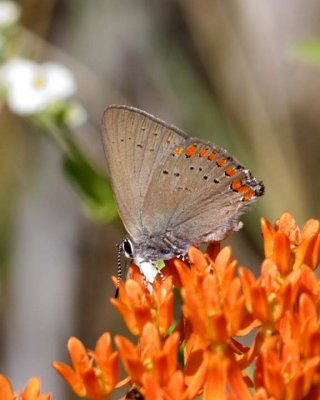 CoralHairstreak13R.jpg