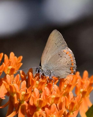 CoralHairstreak17R.jpg