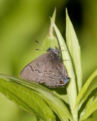 HickoryHairstreak5.jpg