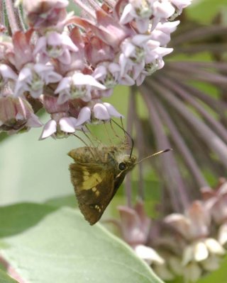 MulberryWingSkipper4.jpg