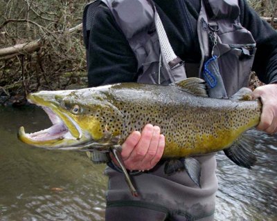 BrownTrout75.jpg