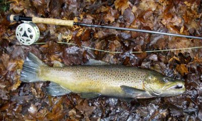 BrownTrout76.jpg
