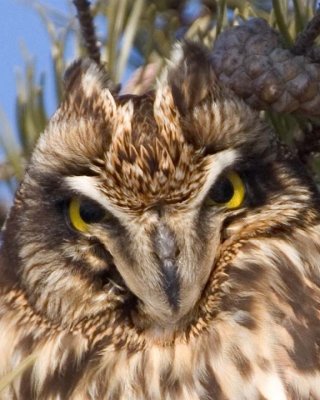 Short-eared Owls