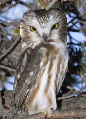 Northern Saw-Whet Owls