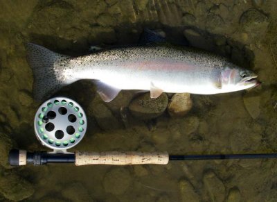 Steelhead130.jpg