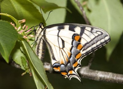TigerSwallowtail63R.jpg