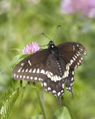 EasternBlackSwallowtail53R.jpg