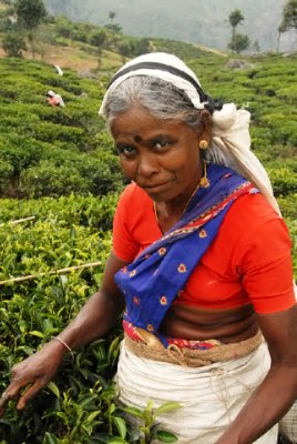 Tea Picker