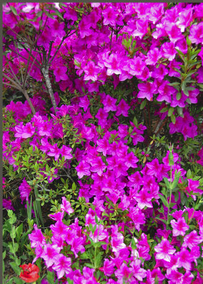Rhododendron  Bhutan