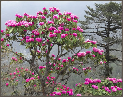 Rhododendron at 2,000 meters Bhutan