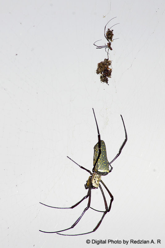 Spiders