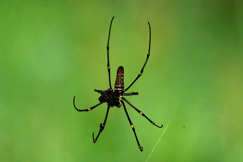Spider