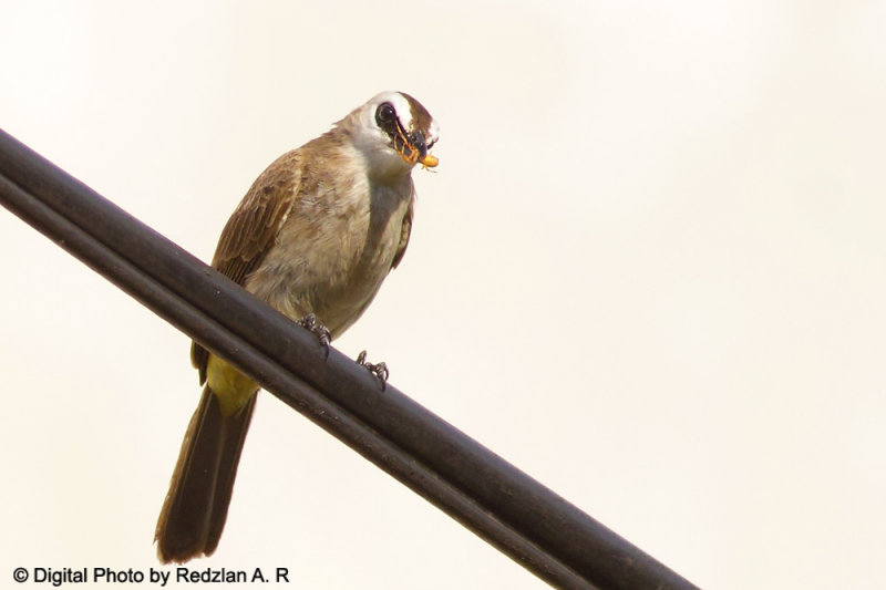 Bulbul eats insect