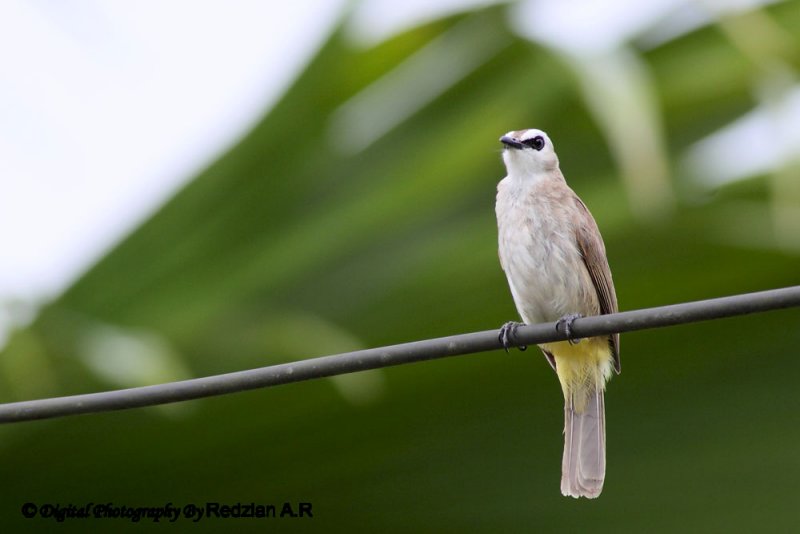 Yellow_vented Bulbul