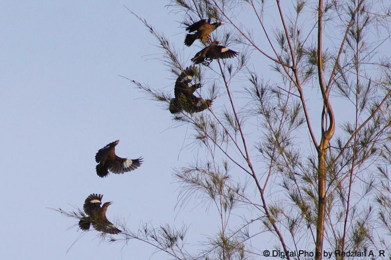 5 Myna