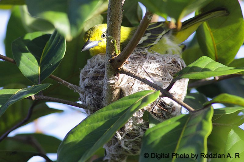 Common  Iora Incubating