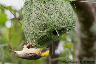 Baya Weaver