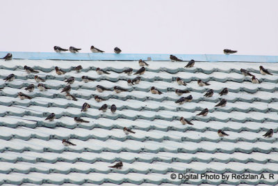 Swallow
