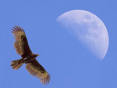 Daylight Moon