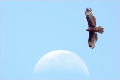 Eagle_Moon