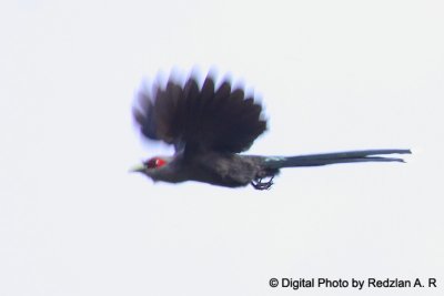 Malkoha In Flight.