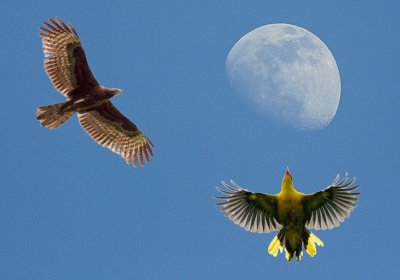 Reach to the Moon